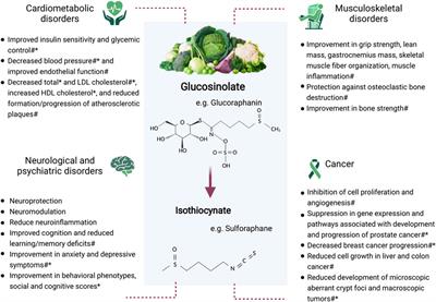 Glucosinolates From Cruciferous Vegetables and Their Potential Role in Chronic Disease: Investigating the Preclinical and Clinical Evidence